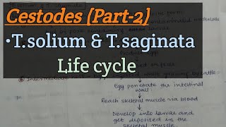 Cestodes Part2  Taenia solium  Taenia saginata  Life cycle [upl. by Ysac]