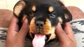 THE BEST CUTE AND FUNNY DOG VIDEOS OF 2023 🐶 [upl. by Borlow]