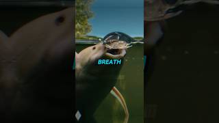 This Fish Can Breathe Air For YEARS  animals facts fish [upl. by Axela]