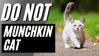 7 Reasons You Should NOT Get a Munchkin Cat [upl. by Oletta891]