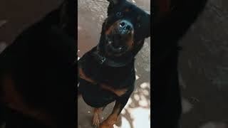 Dogs BARKING loudly Rottweiler [upl. by Herbie]