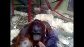 Funny video of Oshine amp Silvestre sent in by Lisa [upl. by Alvis945]