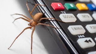 Horrible Images of Brown Recluse Spider [upl. by Immot]