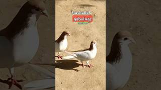 beautiful pigeon status 🕊️🥰 pigeon pigeontraining viral youtubeshorts kabutar kabutarbaz [upl. by Lothair]