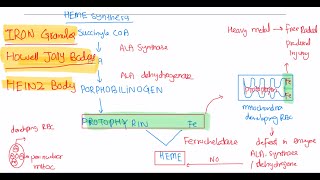 Rbc morphology haematology 25 First Aid USMLE Step 1 in UrduHindi [upl. by Ellemaj]