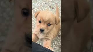 Baby dogcute puppy barking4kviralshorts [upl. by Yenrab177]