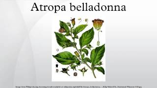 Atropa belladonna [upl. by Izawa]