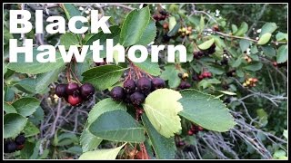 Black Hawthorn Crataegus douglasii Permaculture Walk  Ninja Gardening  Episode 10 [upl. by Nashom612]