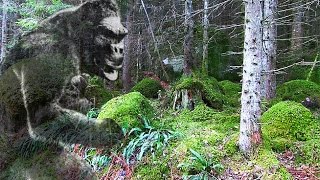 Bushcraft in a Primeval Forest Home of the Sasquatch [upl. by Hamian]