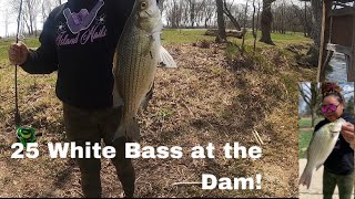 WHITE BASS HITTING LIKE CRAZY” [upl. by Adliw]