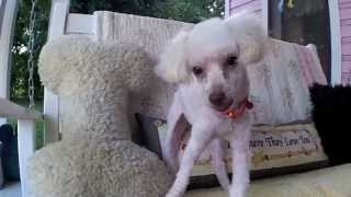 Bubbles the rescue poodle with cerebellar ataxia UPDATE — Tugg the Bull Terrier [upl. by Clorinde]