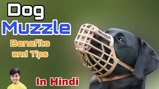 Muzzles for dogs  tips and benefits  in hindi [upl. by Nnorahs]