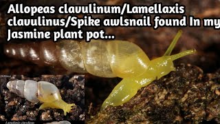 Allopeas clavulinumLamellaxis clavulinustiny little spike awlsnail found In my Jasmine plant pot🐌 [upl. by Nally152]