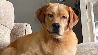 When Labrador dogs could be this funny Funniest Dog Video [upl. by Barna]