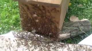 Bienen Schwarmfang in Vyrov 27042014 [upl. by Maitilde759]