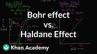 Bohr effect vs Haldane effect  Human anatomy and physiology  Health amp Medicine  Khan Academy [upl. by Amaral]