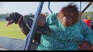 Animalia  Orangutan Rambo and pal Blue go for a spin together [upl. by Atalanta]