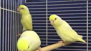 Creamino Parrotlets For Sale  Xtreem Parrotlets 352 9425710 [upl. by Nerrot]