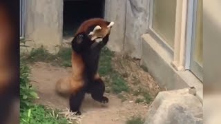 Red Panda Scared by Big Piece of Rock  Red Panda goes Crazy  Crazy  Crazy Crazy [upl. by Elrae]