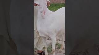 Bakra Eid 2024 ke Bakre 03354746487 [upl. by Naed]