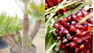 Chamaerops humilis palmito palmera enana palma de escoba margallón palmitera dátiles de perro [upl. by Coffey624]