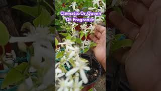 Clematis Or Queen of Fragrance Plant care clematis fragnance plants garden shorts [upl. by Arzed251]