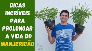 DICAS INCRÍVEIS PARA CUIDAR DO MANJERICÃO NO VASO PLANTIO IRRIGAÇÃO SOL ADUBAÇÃO E COLHEITA Ep73 [upl. by O'Connell]