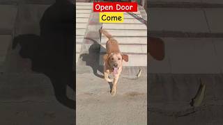 Door opening dog training ytshorts shortsfeed petlovers dogshorts gsdlabrador dogwala9928 [upl. by Moguel]