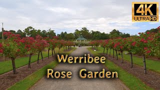 Werribee Rose Garden 🌹🌹 Number of verity Roses  State Rose Garden  Diffrent Roses  2023  4k [upl. by Bradwell518]