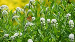 무료영상나눔네발나비Polygonia caureumamp큰 까치 수영 꽃 [upl. by Odie]