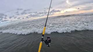 Surf Perch Fishing June 17 2024 [upl. by Suu]