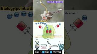 🔴 Protein Synthesis 🧬🤯🎯 biologynotes NEET  CBSE Translation [upl. by Mariano]