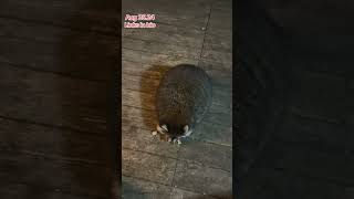 Raccoons and Skunks share the Diner Peanut Butter Club Daily Diary [upl. by Elvera]