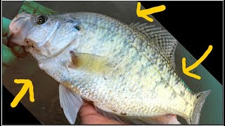 Catching a Big Crappie in Tennessee [upl. by Aihsatal612]