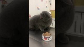 Veterinere çemkirdi😻 cat catlover viralvideo cute viralvideos keşfet cats [upl. by Allecram]