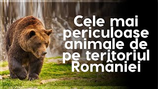 Cele mai periculoase animale de pe teritoriul României [upl. by Icram]