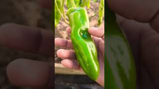 Big JIM Peppers  New Mexico Chile pepper fallgarden gardening [upl. by Worra848]