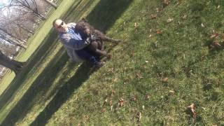 Bouvier Des Flandres Personal Protection Training [upl. by Sculley]