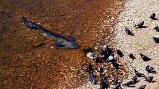 Catfish Grabs and Eat Pigeon by Catfish World [upl. by Limoli]