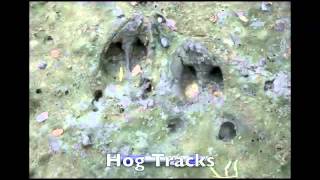 Identification of Deer and Feral Hog Tracks [upl. by Ormond]