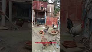 সকালবেলা সুস্থ মুরগিদের খাবার খাওয়ার দৃশ্য মুরগি মুরগির shokherkhamarpabna [upl. by Plume744]