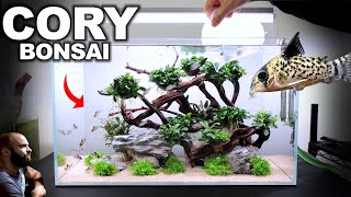 The Cory Bonsai Tree Tank w Endler Guppies [upl. by Tiler]