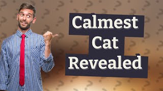 What is the most calm cat in the world [upl. by Bluma]