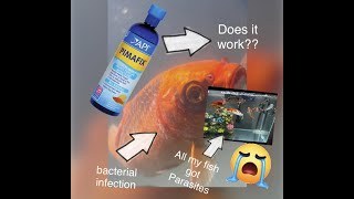 All my fish got Parasites  API Pimafix does it work parasitecleaner fungalinfections fishtank [upl. by Knowlton613]