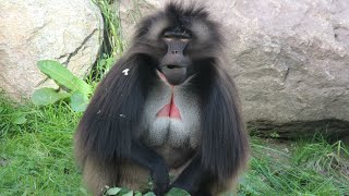 Gelada mannengroep  Gelada baboon male group  Diergaarde Blijdorp 2018 [upl. by Bryn]