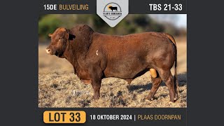 Lot 33  Vlakte Bonsmara Bulveiling  18 Okt 2024 [upl. by Gottlieb]