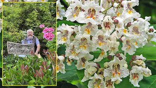 CATALPA BEL ARBRE D’OMBRAGE FLORIFÈRE IDÉAL POUR LES PETITS JARDINS Le Quotidien du Jardin N°407 [upl. by Stutsman]