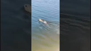 Did you know rabbits could swim animaltherapy animals naturetherapy rabbit [upl. by Nutter937]