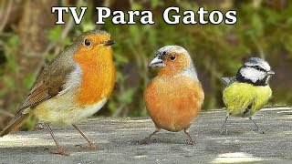 TV Para Gatos  Pájaros en Todas Partes [upl. by Ainevul220]