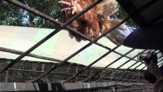 Live chicken fed to tigers at Heilongjiang Tiger Park [upl. by Hulbert993]